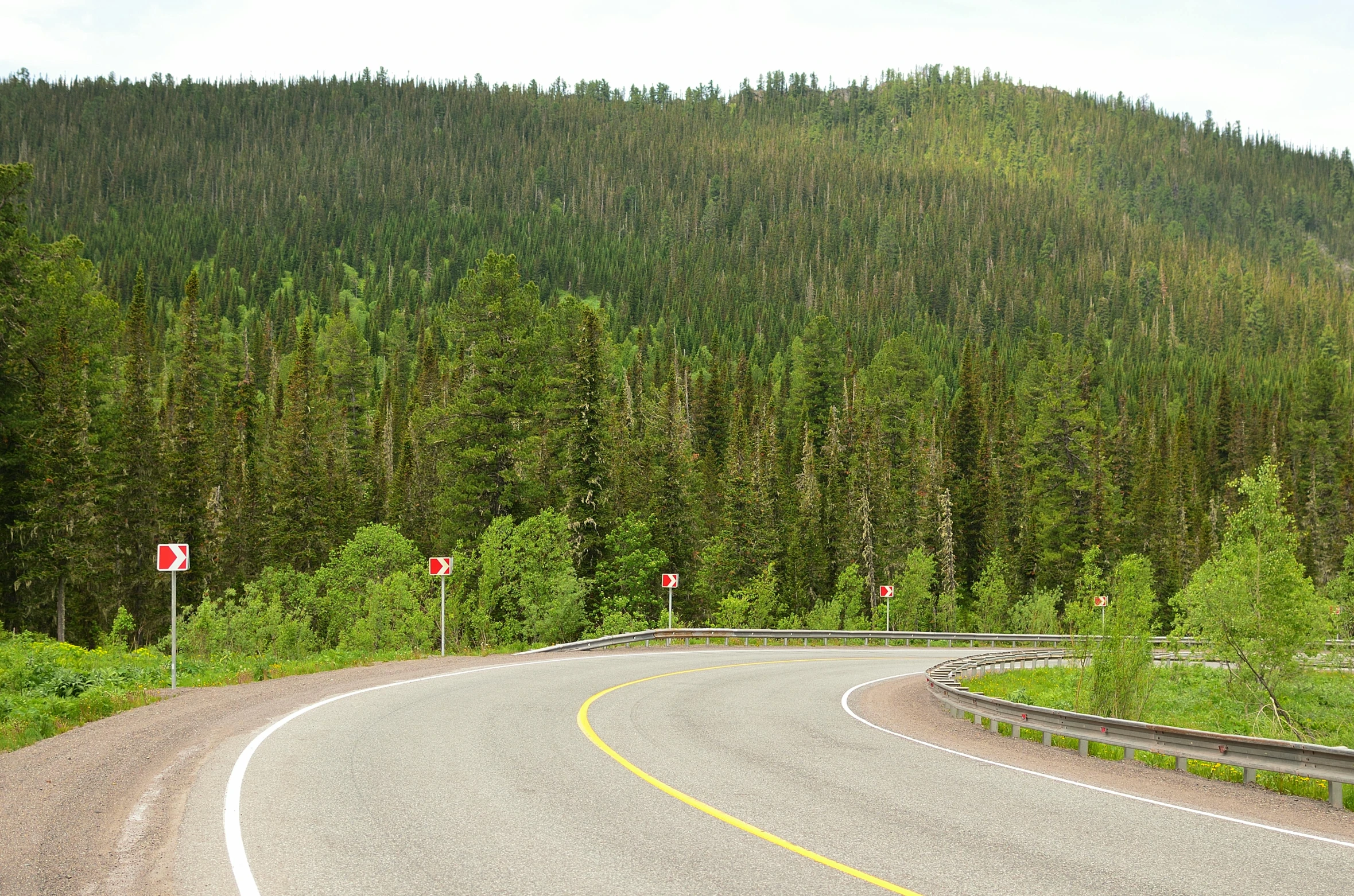 a winding road curves through the trees and into the wilderness