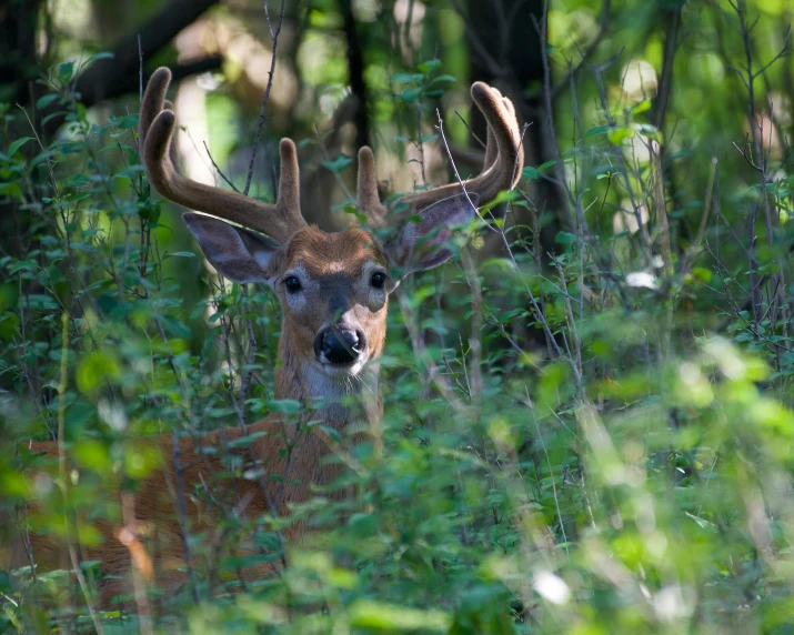 a deer with antlers stands among some plants