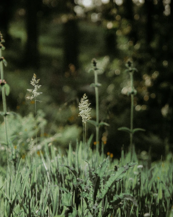 some very pretty tall plants by some rocks