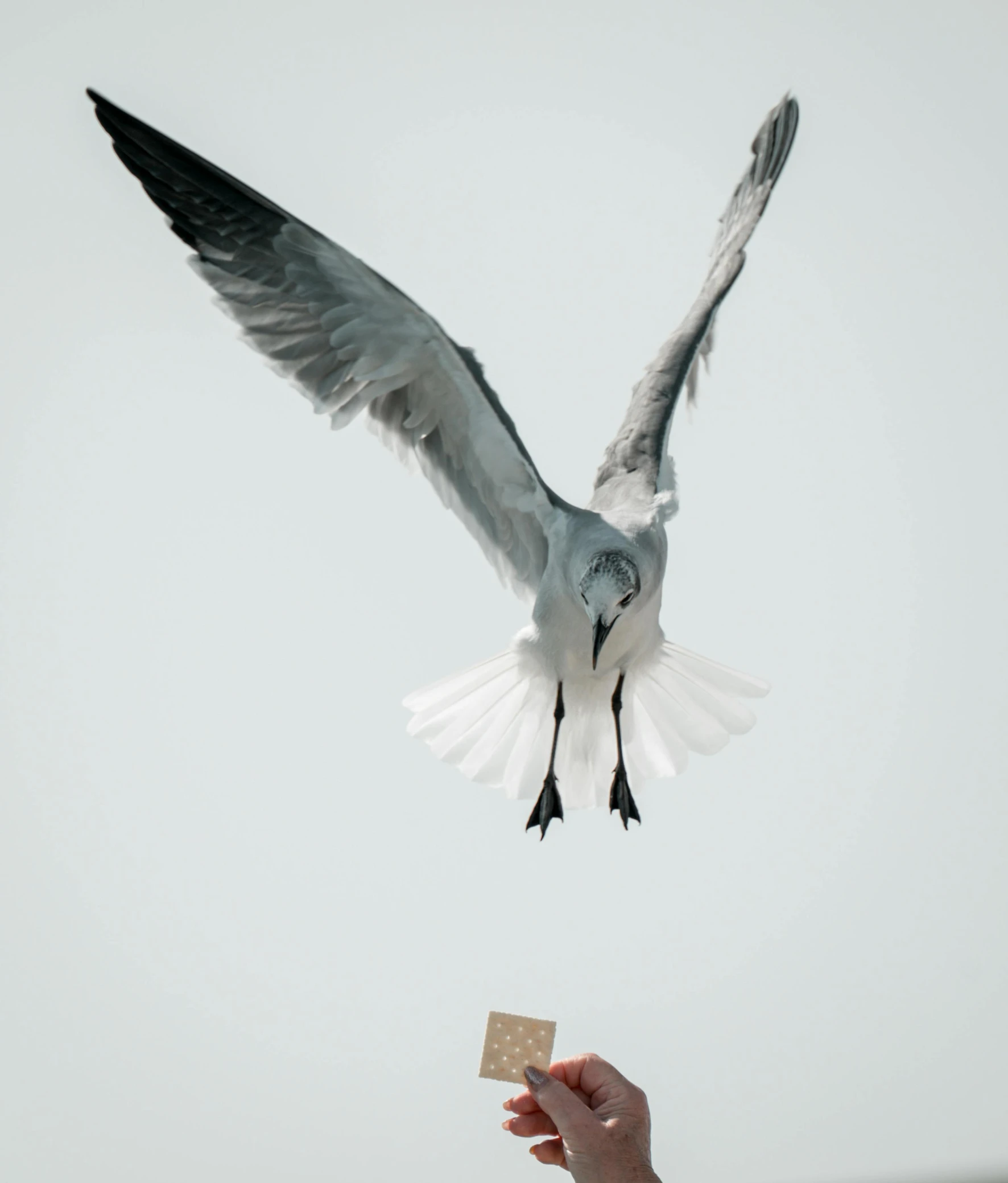 a white bird flies while holding onto a tiny note