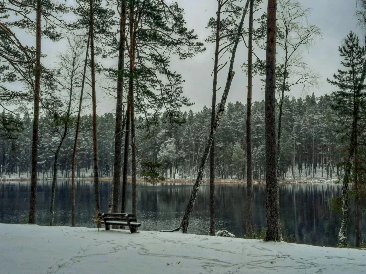 there are trees in the winter and water