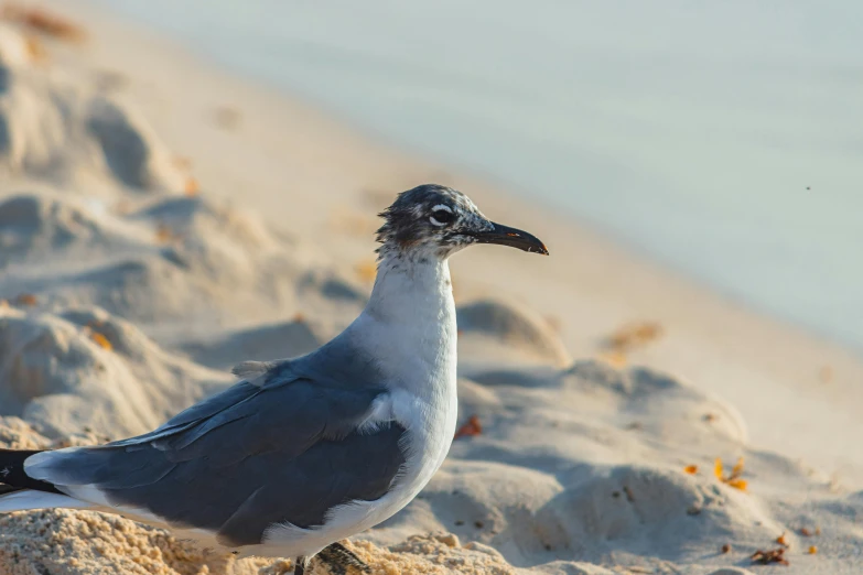 a bird sitting on top of some rocks