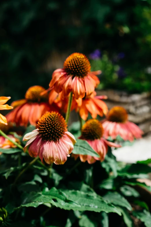 the orange flowers are blooming in the planter