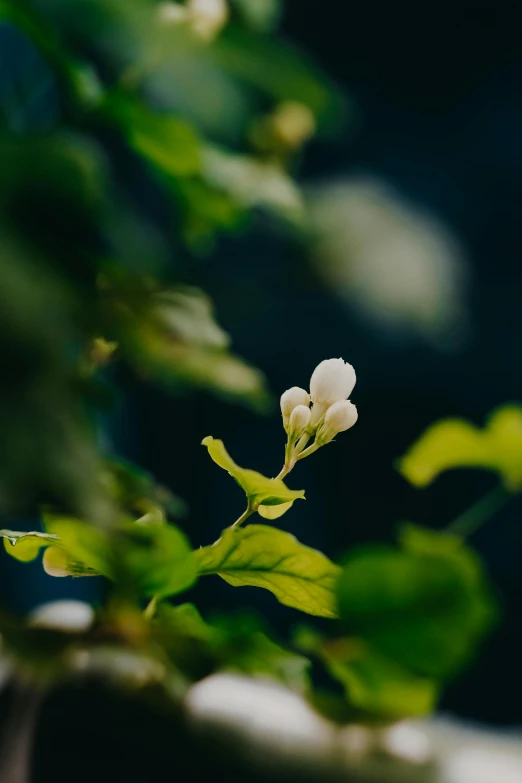 small flowers are growing on the stems in the air