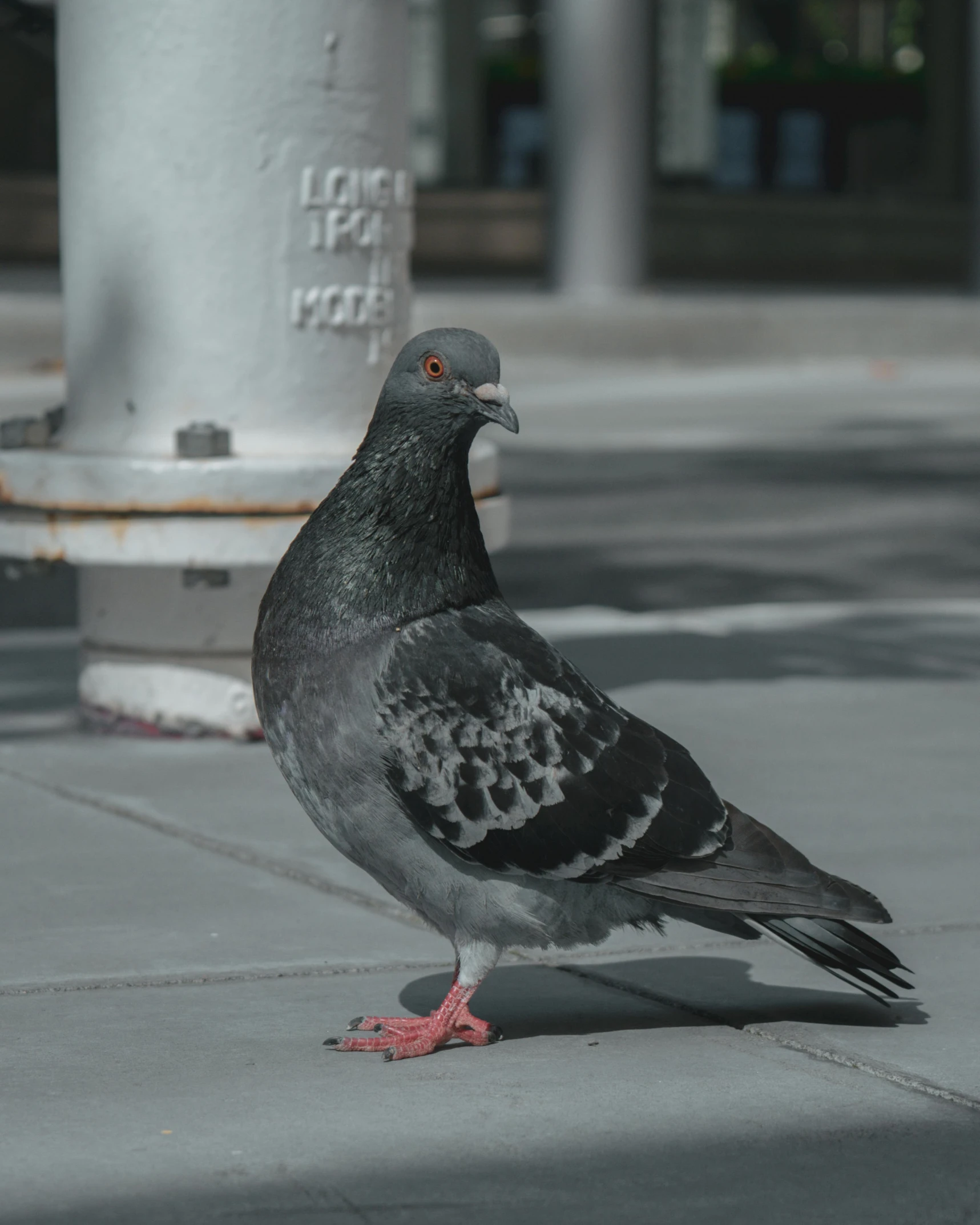 a bird on the sidewalk with its eyes closed