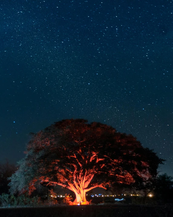 large tree in field next to house under stars