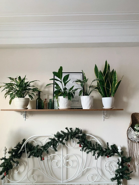 a couple of plants sitting on top of a shelf