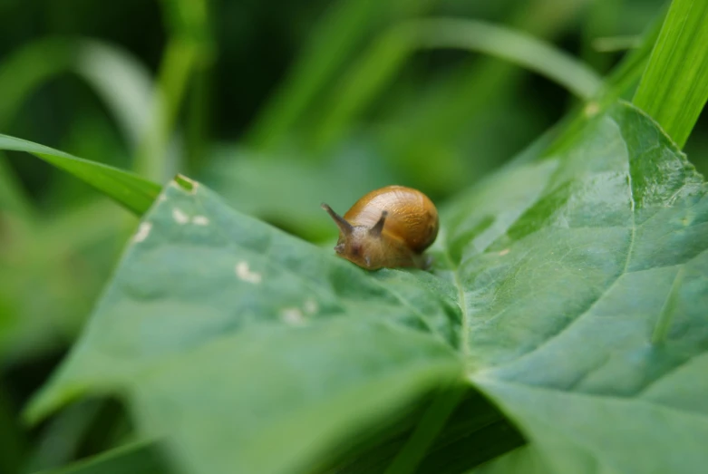 a snail crawling on the top of a leaf