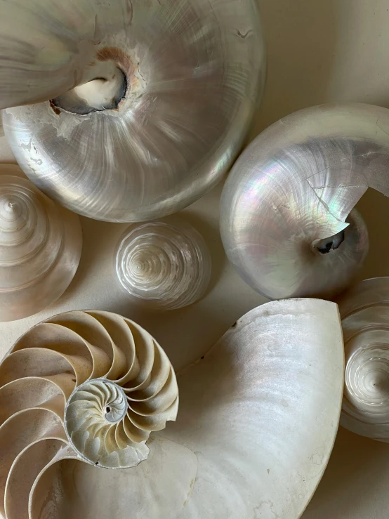 an array of different types of shells are displayed together