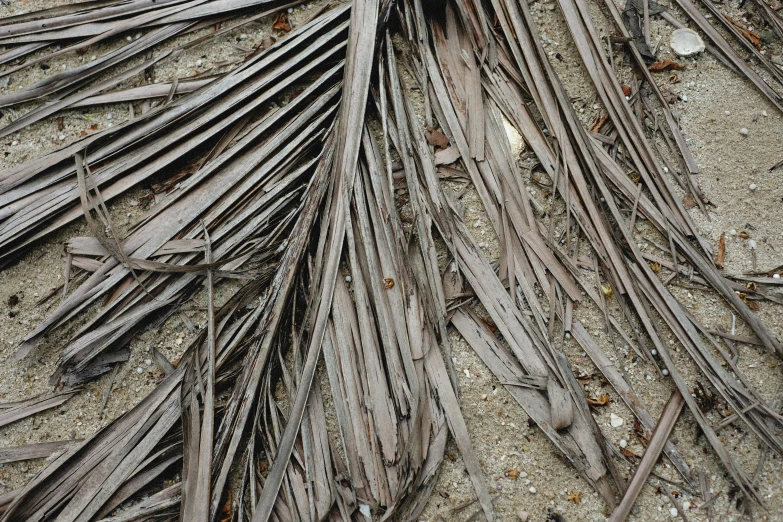 various thin twigs and leaves are spread across the sand