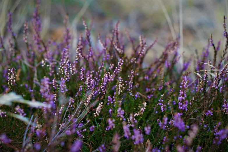 purple plants in a grassy field with a blue bird