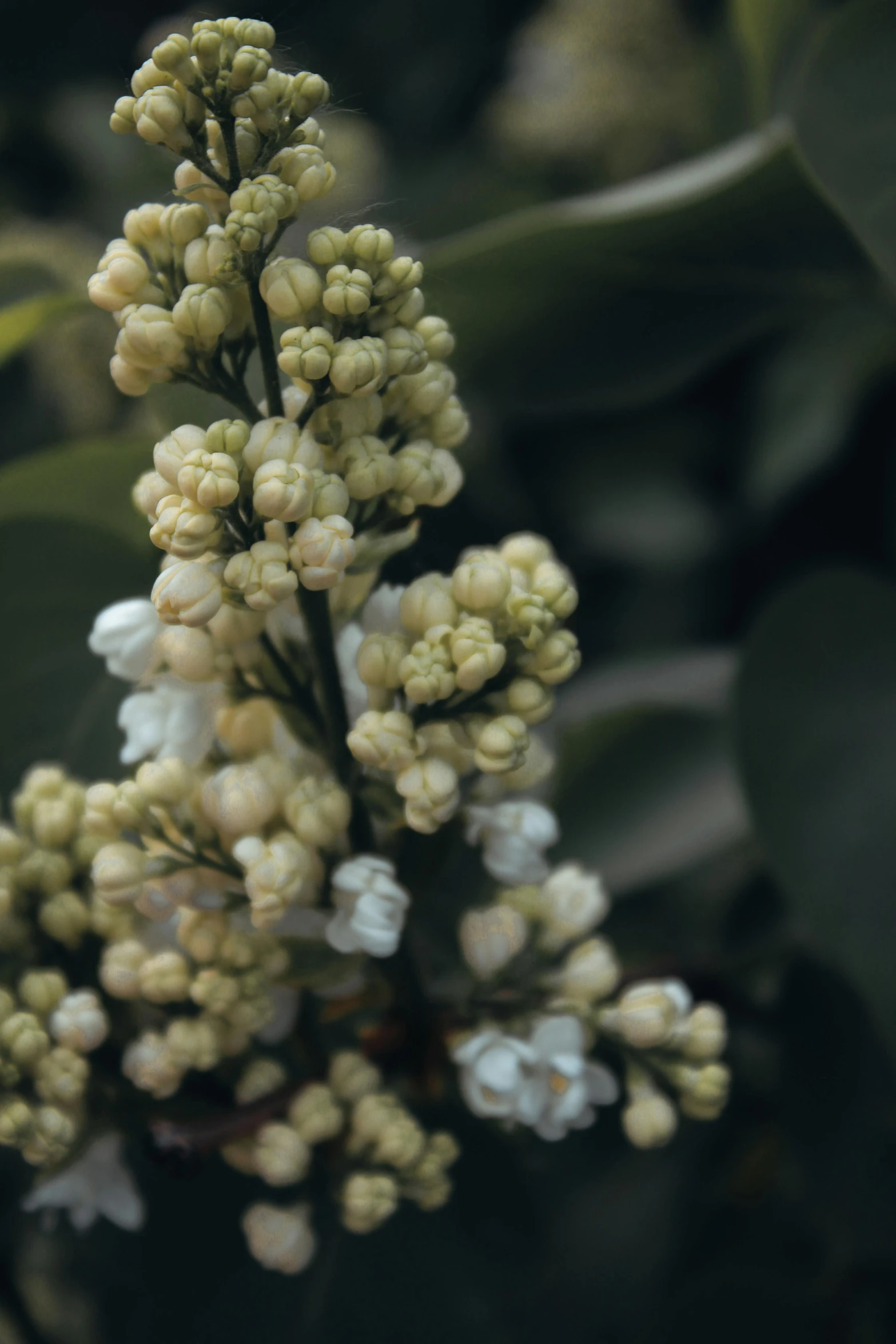 this is a tree that has white flowers