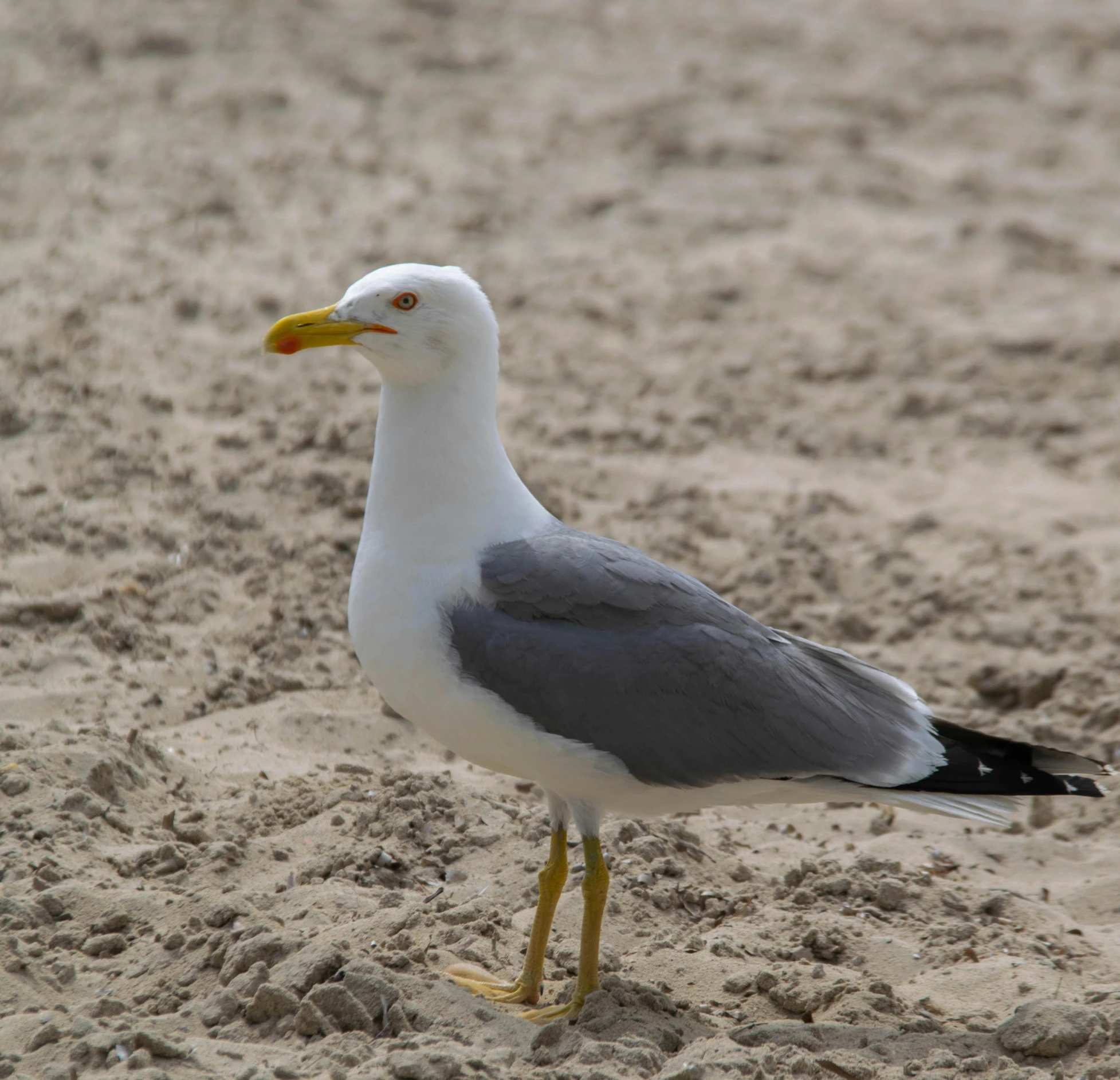 a seagull walking on the beach next to sand