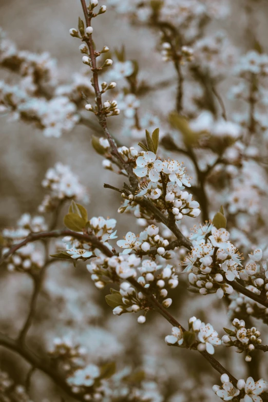 white flowers are blooming on the nches of trees