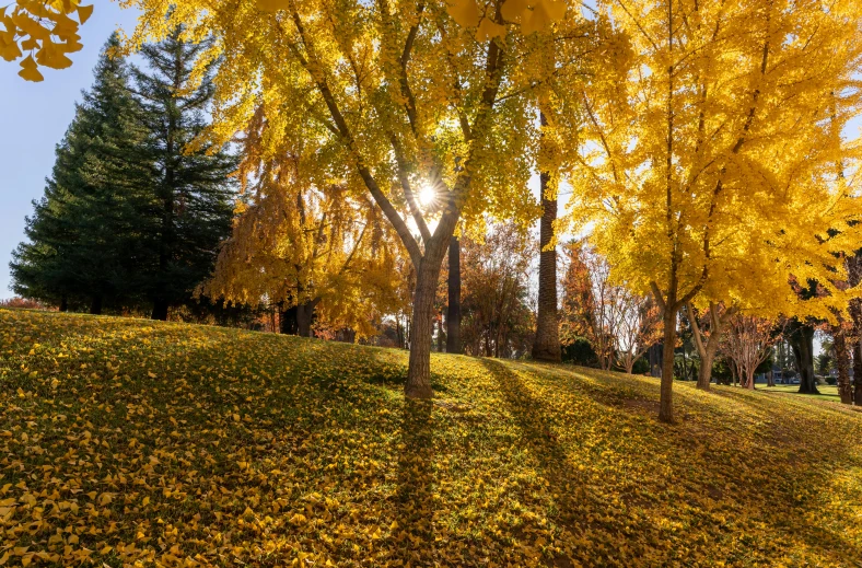 bright yellow leaves in autumn setting on green hillside