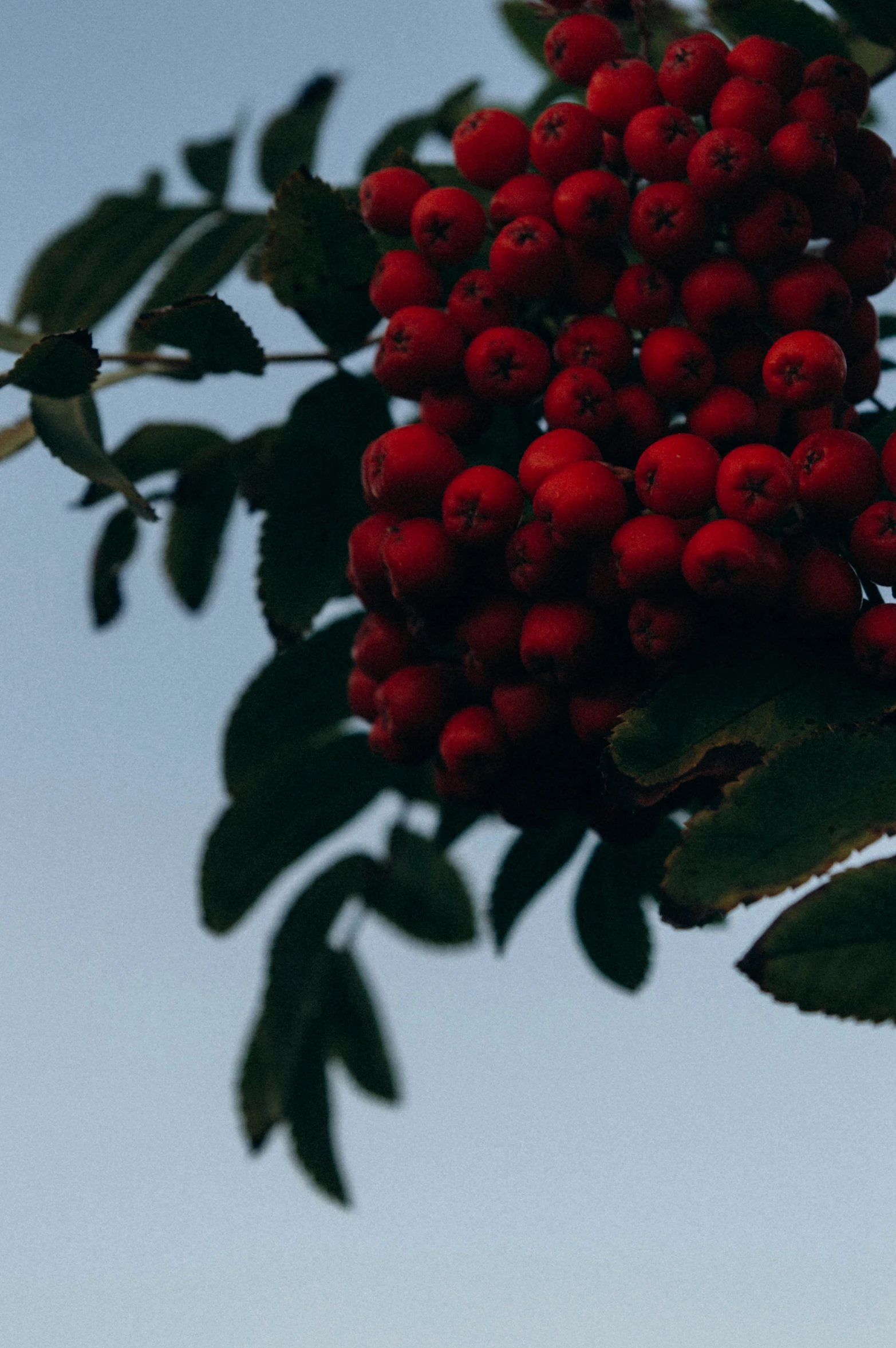 a fruit tree with red berries on it