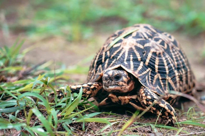 a turtle standing on top of a dirt field