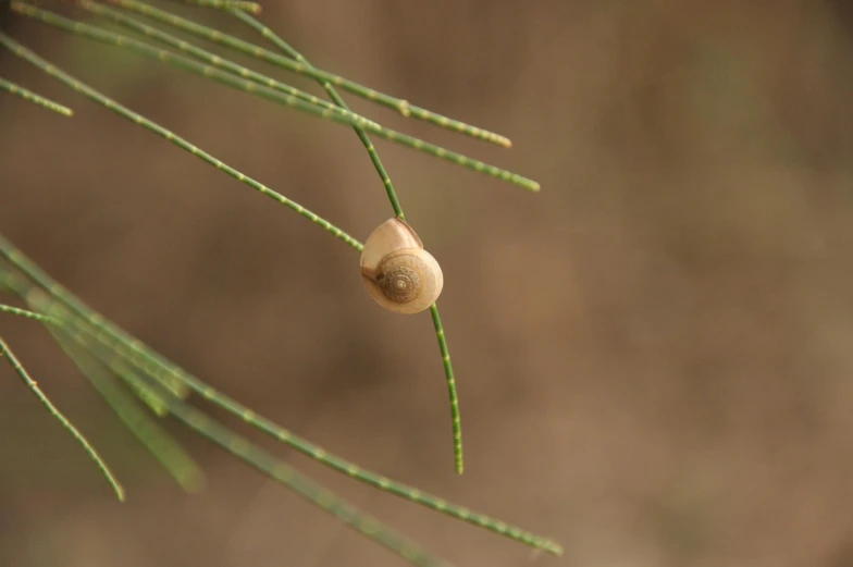 a plant that is growing from the nches