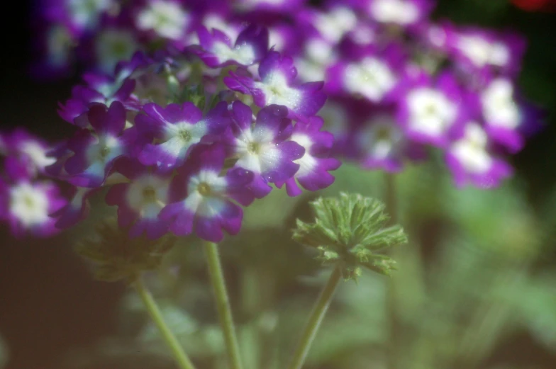 small purple flowers growing in the desert with tiny white ones