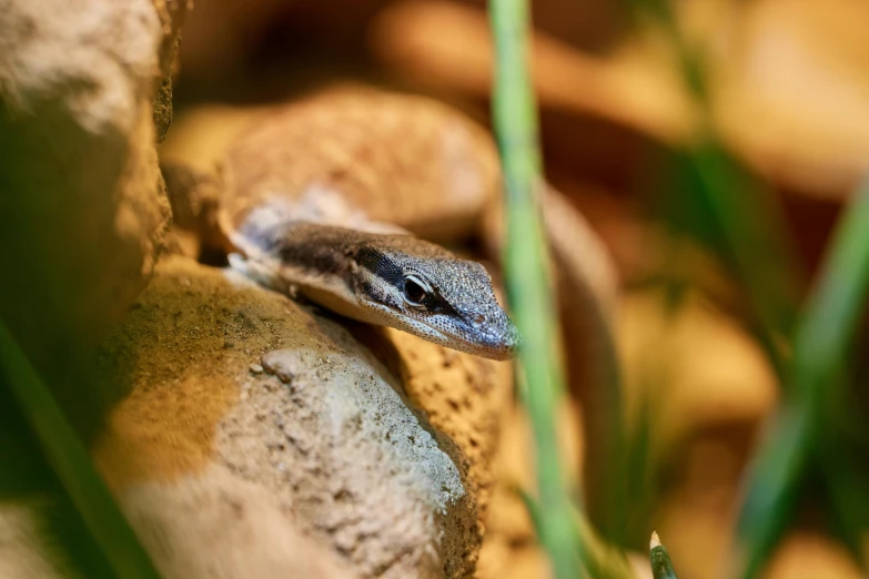 a snake is on a rock next to grass