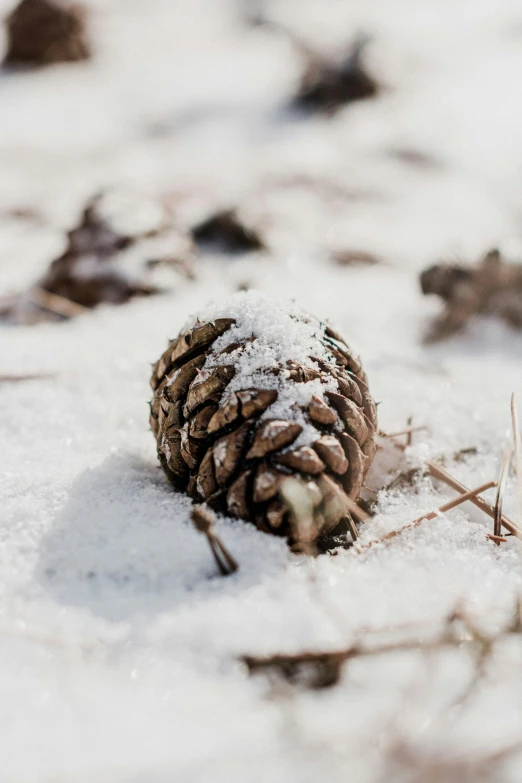 a pine cone is in the snow near other small twigs