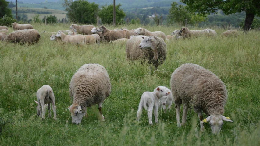 the sheep are eating from the green grass