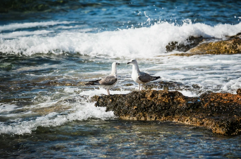 birds sit on a rock in the ocean