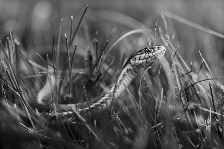 a black and white pograph of a snake