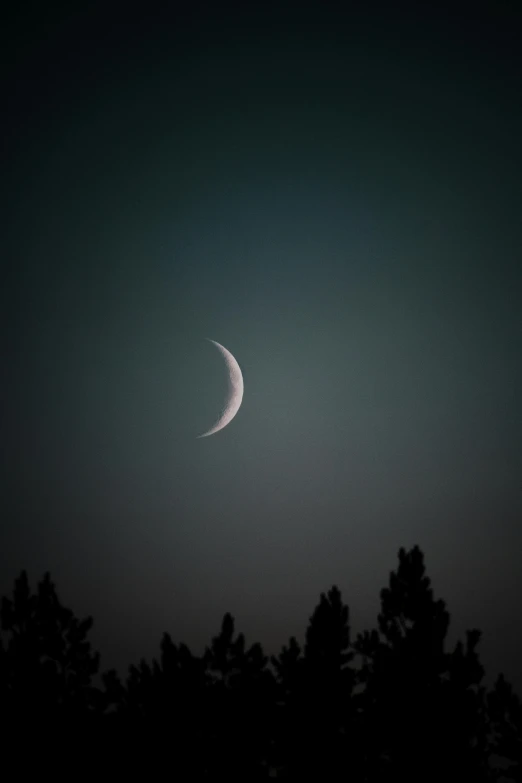 a crescent moon seen from between some trees