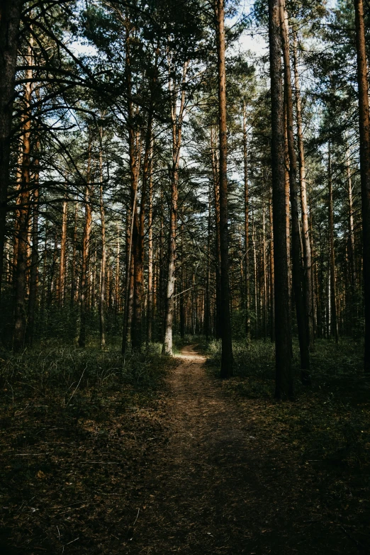 a wooded trail leads through an area with tall pine trees