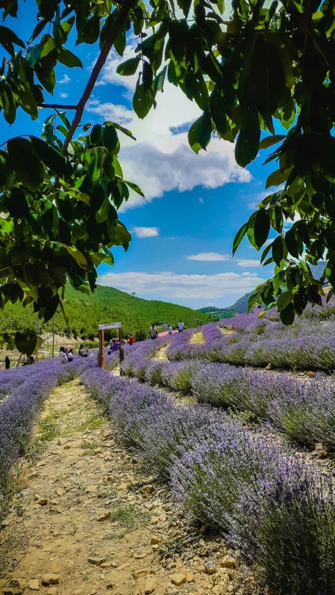 a field full of lavender flowers on the side of a dirt road