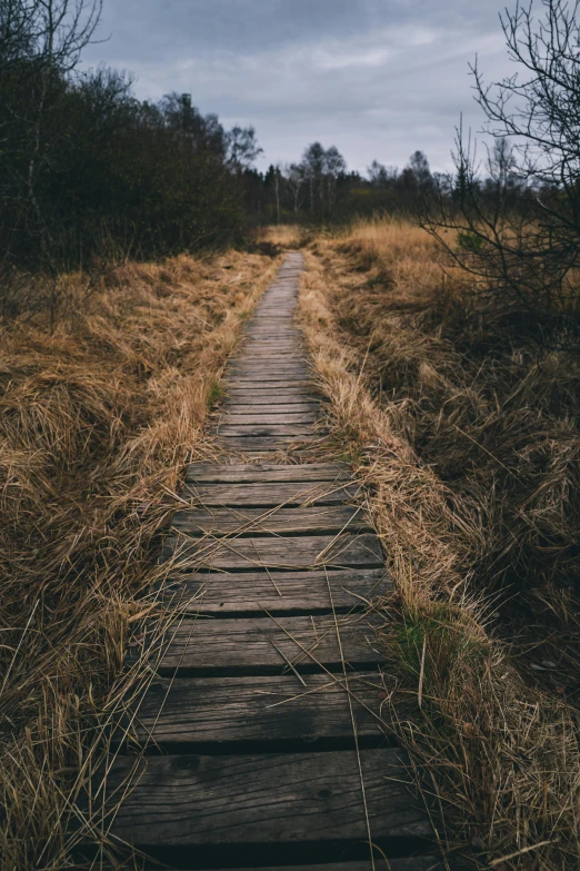 a pathway made out of wood leads through the woods