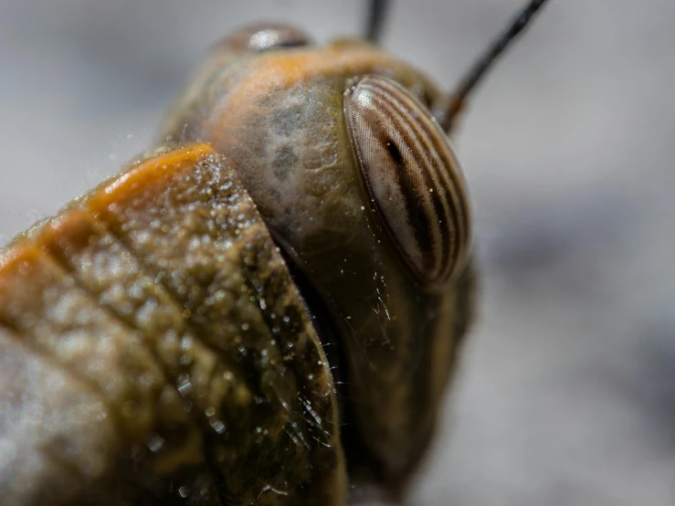 a close up s of a bug's nose