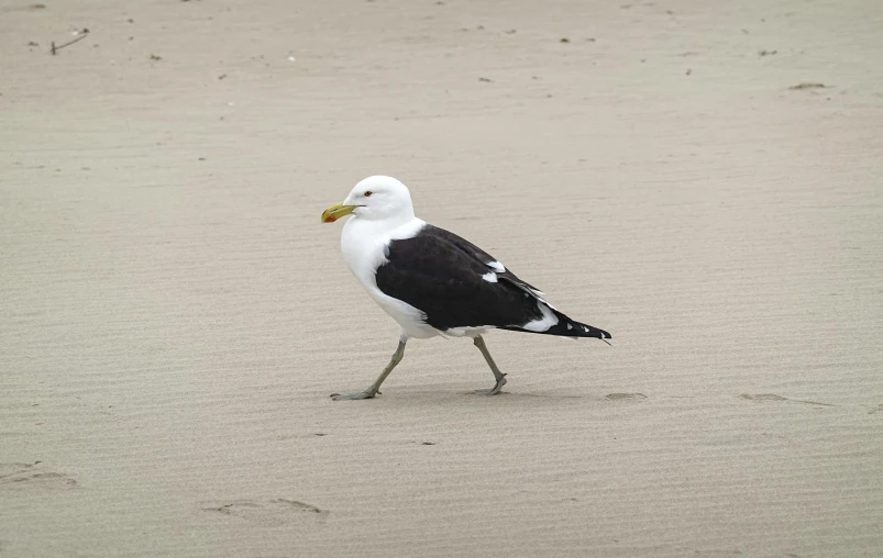 a black and white bird walking on a sandy beach