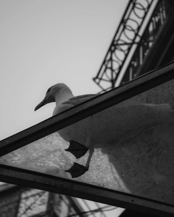 a bird with one leg up looking out the window