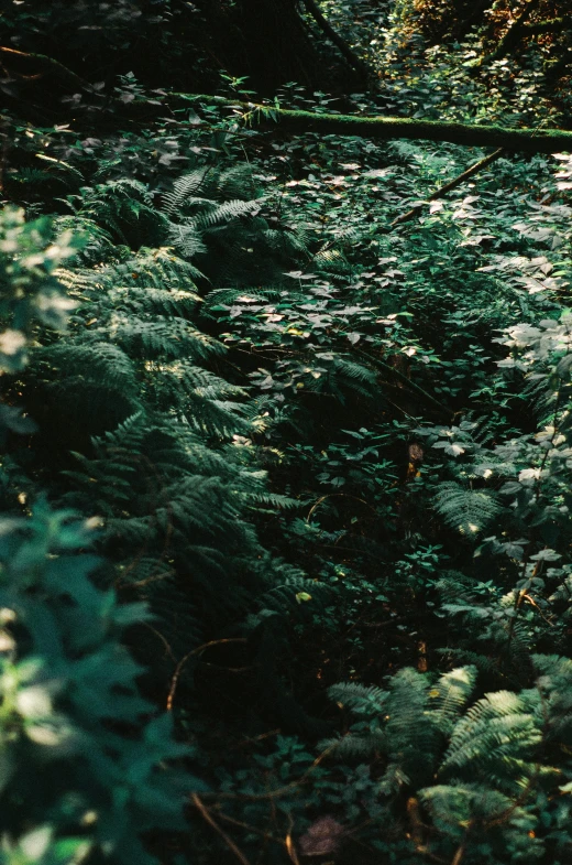 an image of lush green trees in the woods