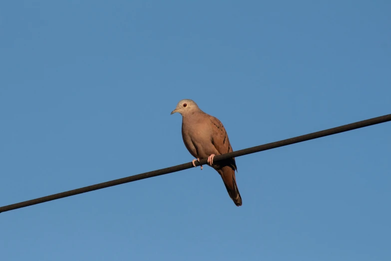 bird sitting on a power line in the day time