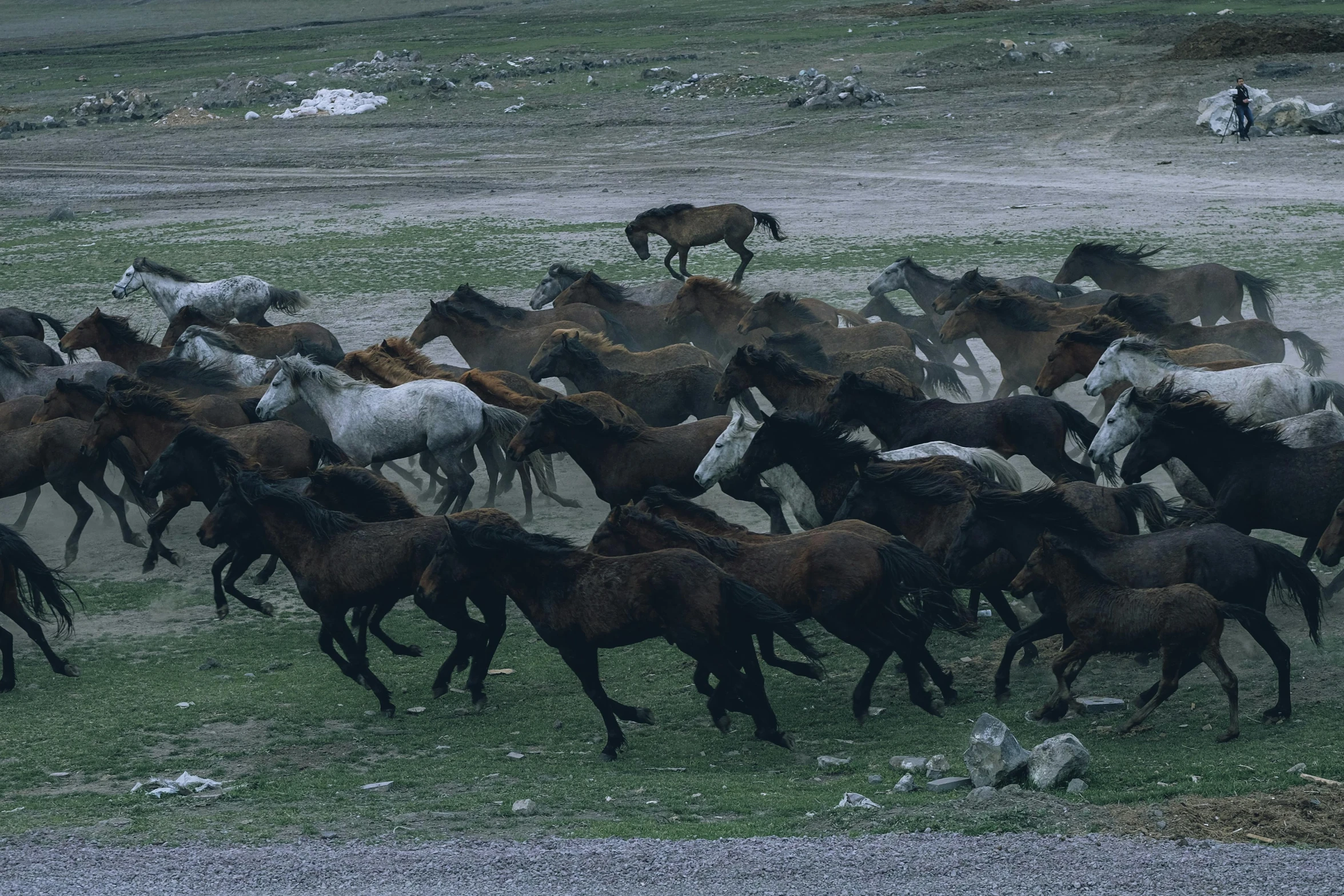 a large herd of horses are standing on some grass