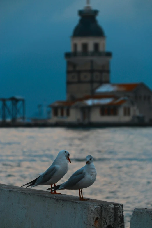 two birds on cement wall next to body of water