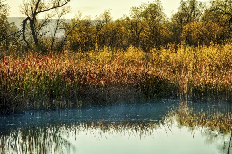 the image shows a marsh like scene with tall grass and trees around