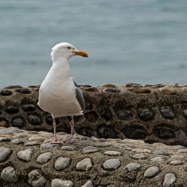 a seagull looking over the edge of a stone wall near the ocean