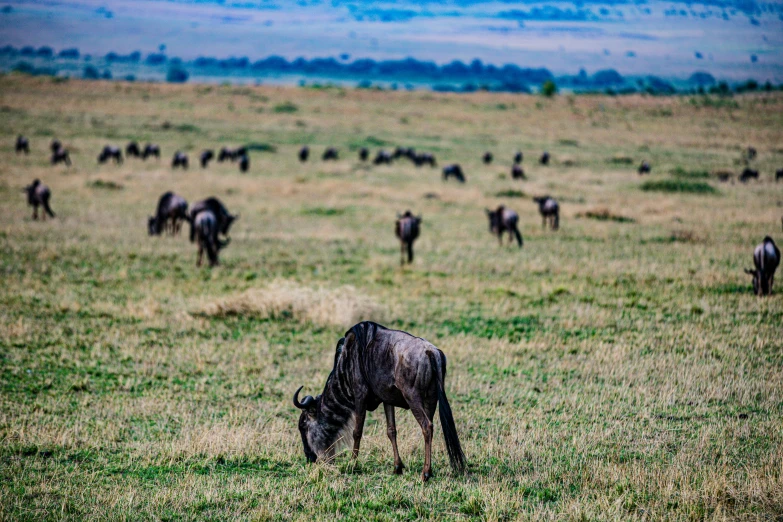 several large animals grazing in an open field