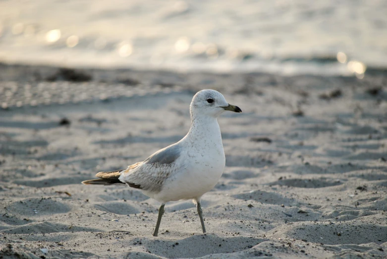 a close up of a bird on the beach