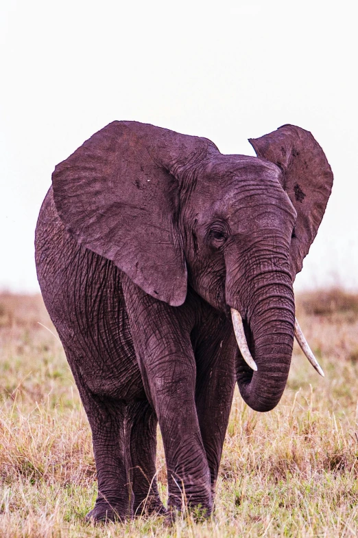 an elephant standing on a dry grass field