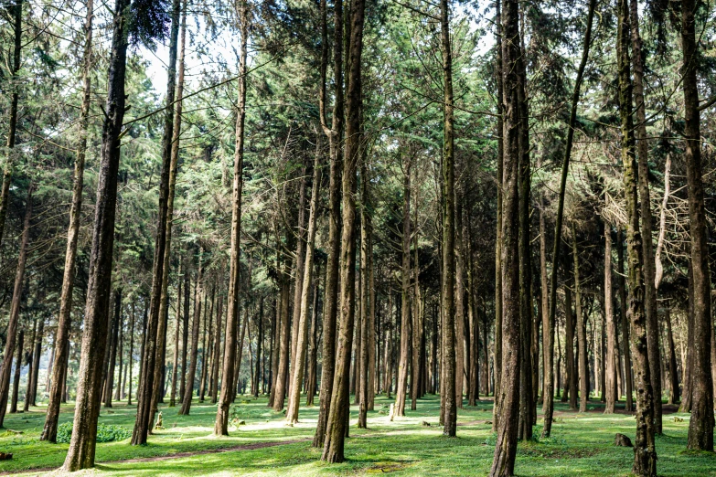 a forest with many trees and green grass