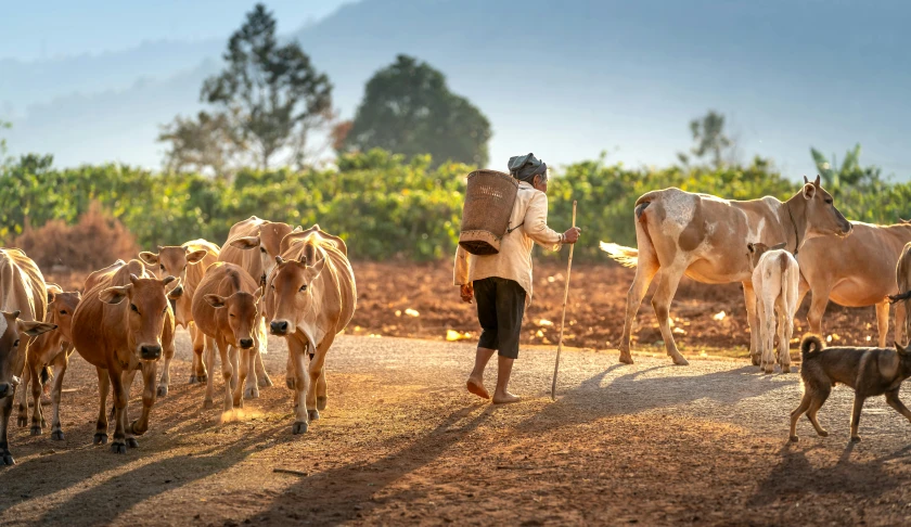 a man herding a herd of cattle on a dirt road