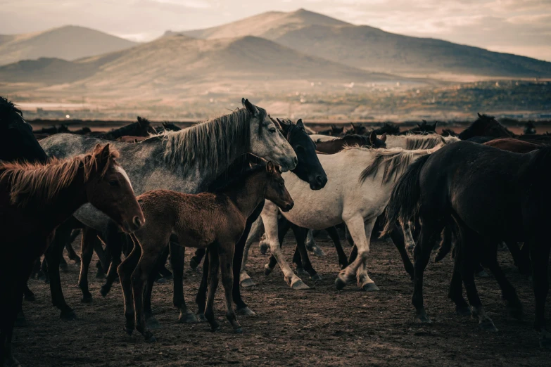 several horses are walking on the plain in front of mountains