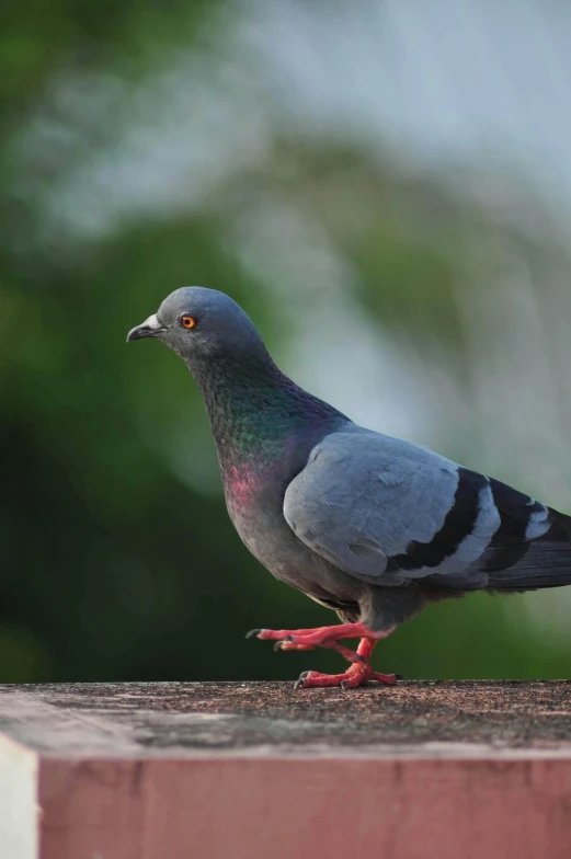 a pigeon perched on a building ledge by itself