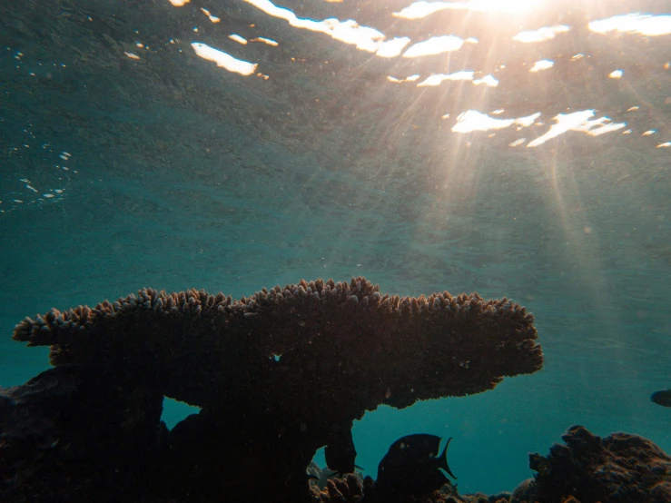 sunlight peeking through the water and moving in to the sea