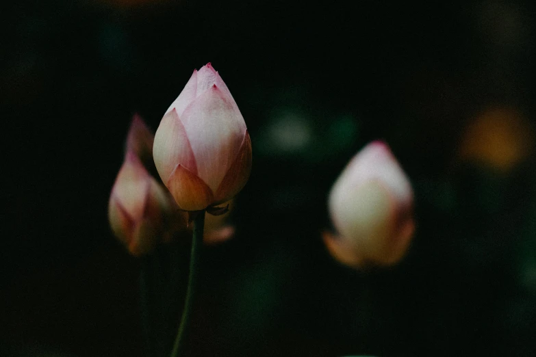 close up of three flowers with dark background